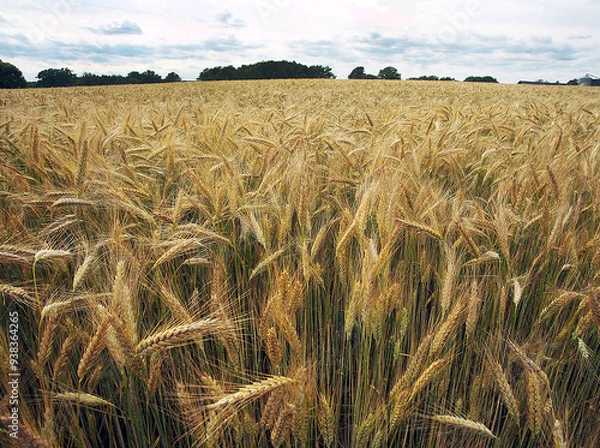 Obraz Cornfields
