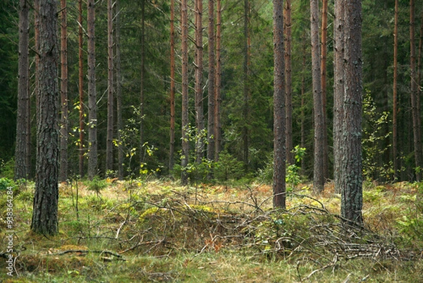 Obraz forest in autumn