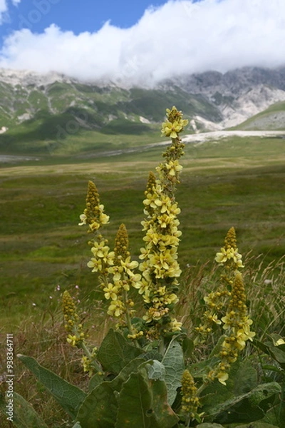 Obraz I fiori gialli sulla montagna