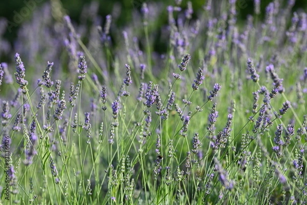 Obraz Un campo di lavanda in fiore