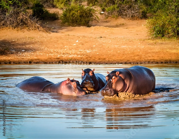 Obraz Group of African Hippos in a Muddy River with Natural Scenery in the Background in Africa