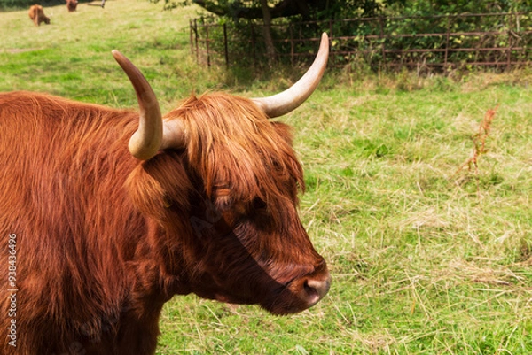 Obraz Close ups of a Scottish Highland cow on a summers day