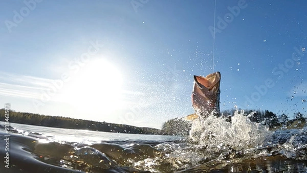 Fototapeta Hooked northern pike caught by a sportsfisherman fighting and jumping out of the lake and splashing water around on a sunny May day at a lake in Finland.