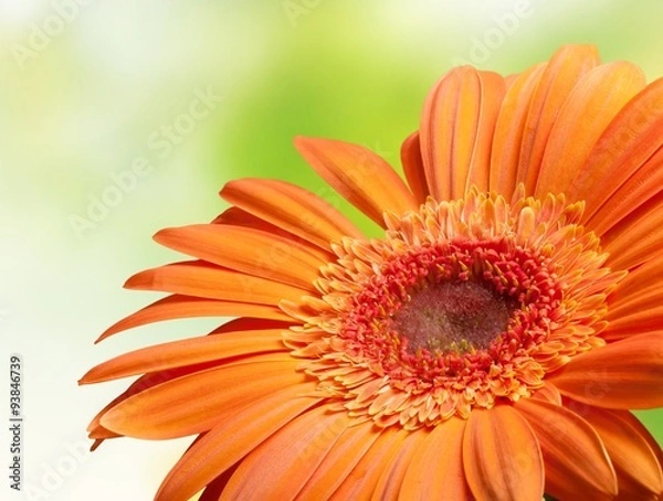 Obraz Gerbera Daisy.