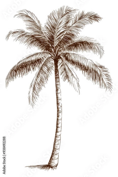 Fototapeta PNG Detailed sketch of a tall palm tree