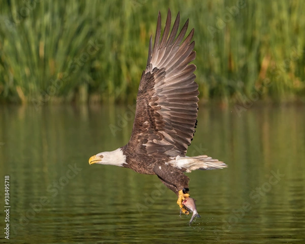 Fototapeta American Bald Eagle