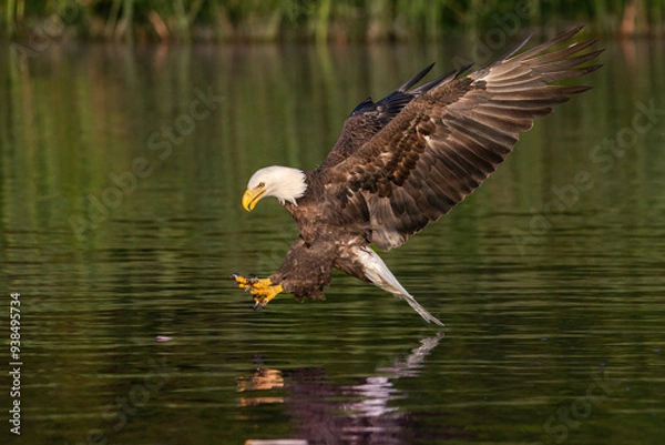 Fototapeta American Bald Eagle