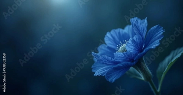 Obraz blue flower on black