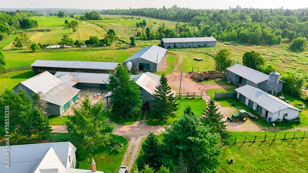 Obraz sheep farm