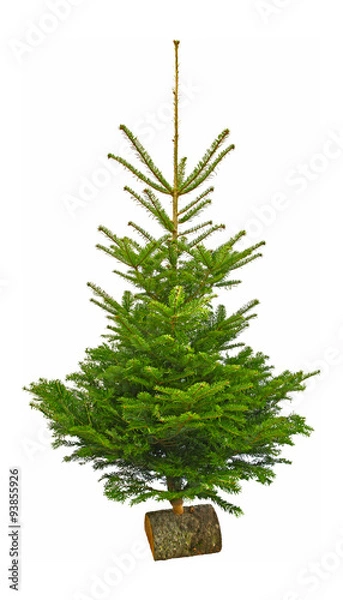 Obraz Sapin de Noël Nordmann