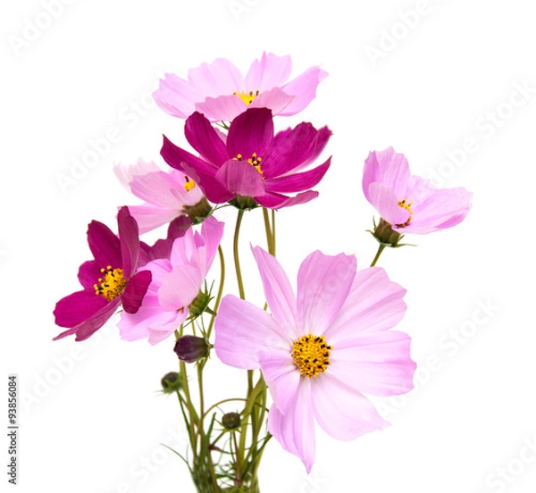 Obraz Cosmos flowers