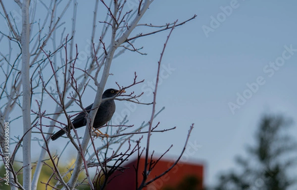 Obraz Turdus Serrano