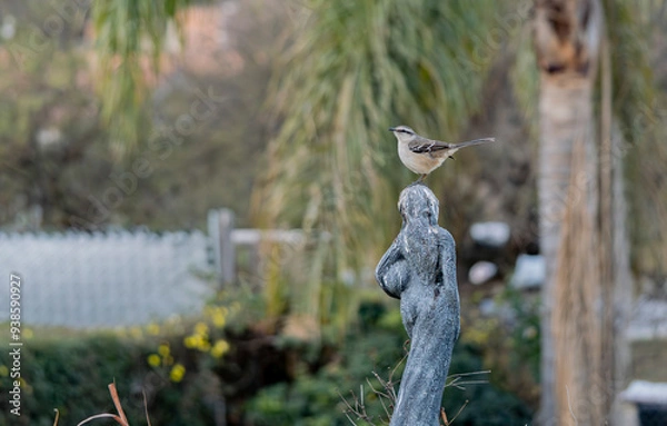 Obraz Calandria Argentina