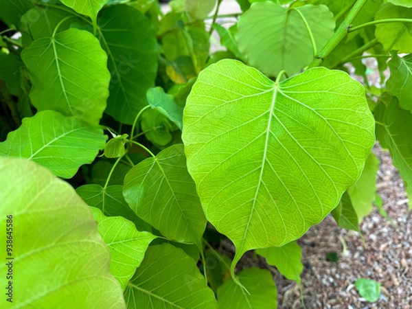 Obraz Close up on Ficus religiosa leaves on tree, Sacred fig leaf Ficus religiosa L, Pipal Tree, Bohhi Tree, Bo Tree, Peepul