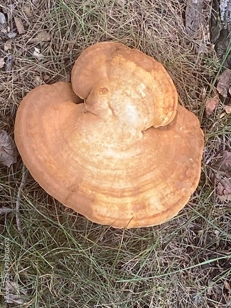 Obraz mushroom in the forest