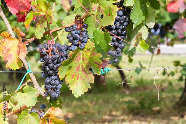 Obraz hung in the vineyard