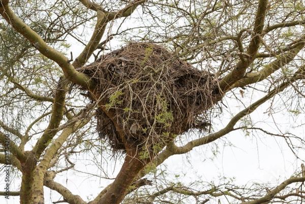 Obraz Uganda, Bwindi Impenetrable National Park. UNESCO Heritage site. Bird nest in tree. 2016-08-04