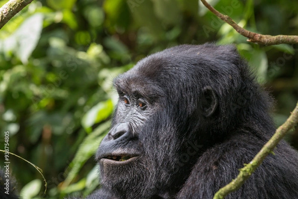 Fototapeta Africa, Uganda, Bwindi Impenetrable Forest and National Park.  Mountain, or eastern gorillas, Gorilla beringei. 2016-08-04