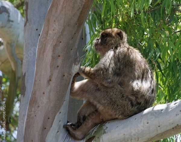 Fototapeta Berber monkeys on the Rock of Gibraltar.
