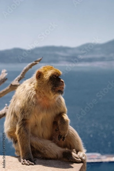 Fototapeta Berber monkeys on the Rock of Gibraltar.