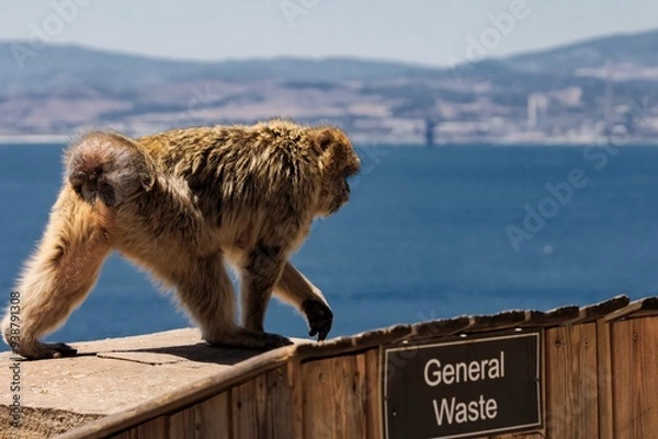 Fototapeta Berber monkeys on the Rock of Gibraltar.