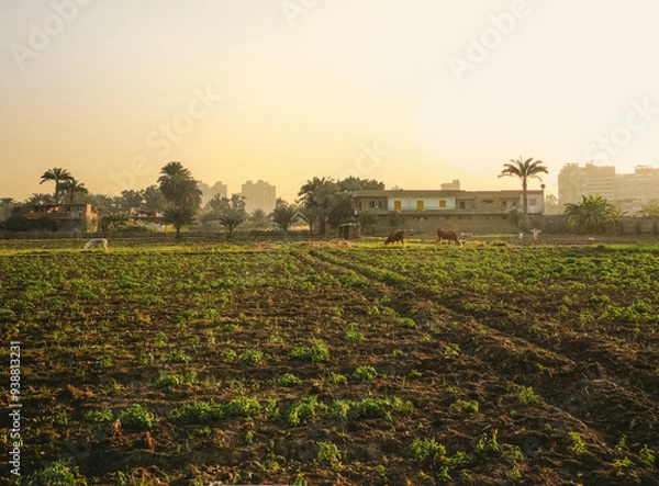 Fototapeta A view for a farm taken an hour before sunset in Qusraya Island which is located in the middle of the River nile between Giza and Cairo Cities in Egypt.