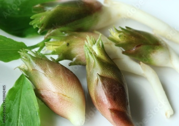 Obraz 和風ハーブ　ミョウガ　夏野菜