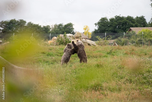 Obraz Ours Boissière