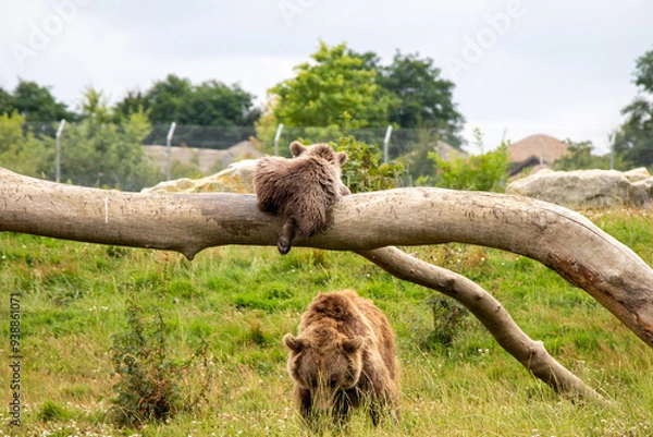 Obraz Ourson Boissière