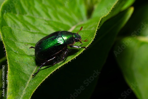 Fototapeta rosebug on a leaf