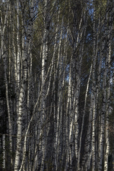 Fototapeta Русские березы.