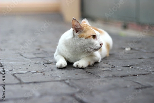 Obraz The cat crouch on the floor
