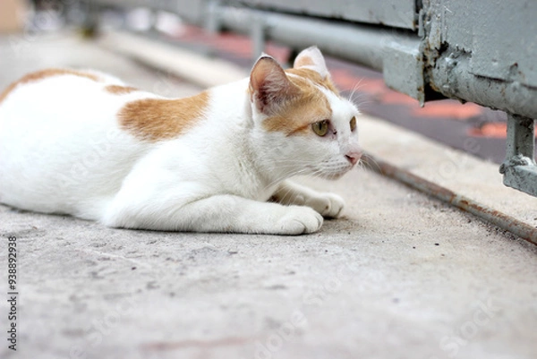 Obraz The cat crouch on the floor