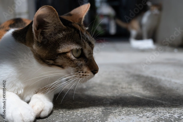 Obraz 柔らかな日差しの中でくつろぐ猫のポートレート