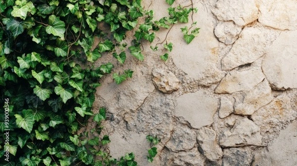 Fototapeta The stone wall features rough, textured surfaces partially engulfed by lush green vines, creating a charming contrast of nature and architecture