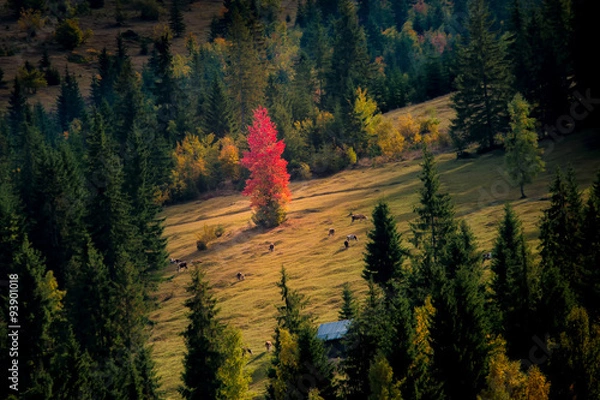 Obraz Autumn on the hill