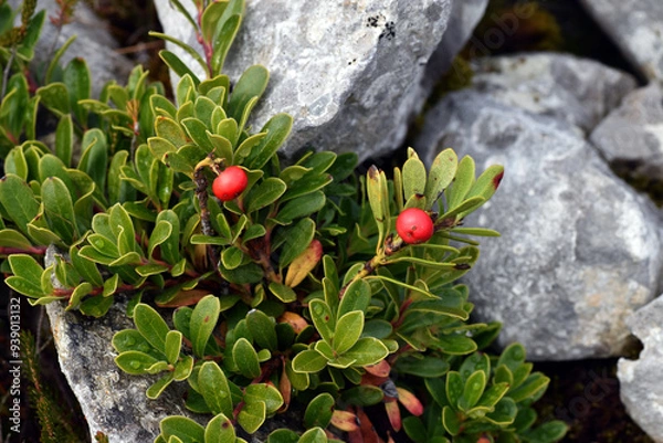 Fototapeta Leaves and red fruits of Arctostaphylos uva-ursi