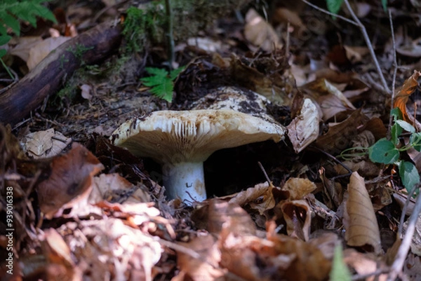 Obraz Mushroom growing hidden under fallen leaves in the forest.