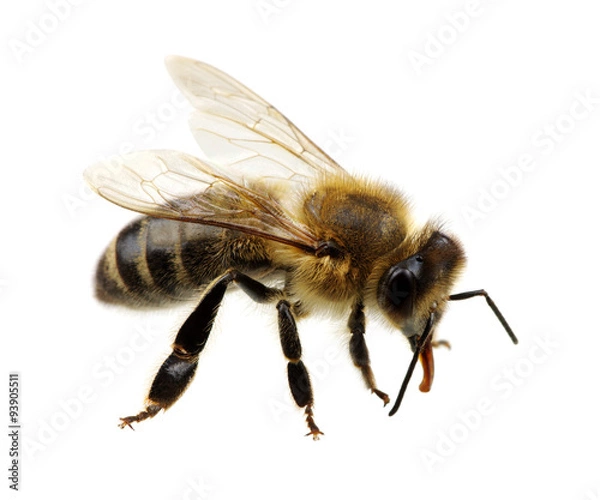 Fototapeta bee