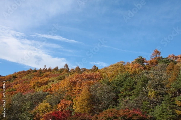 Fototapeta 紅葉した山と青空