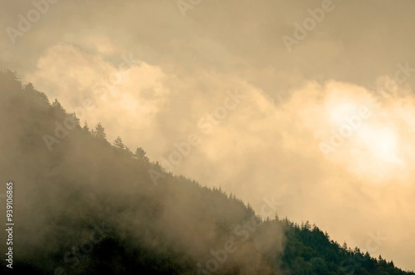 Fototapeta nebliger Schwarzwald