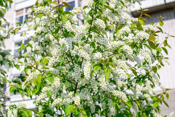 Fototapeta Branches of a blooming tree with white flowers in spring