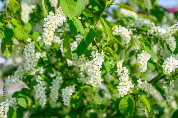 Fototapeta Branches of a blooming tree with white flowers in spring
