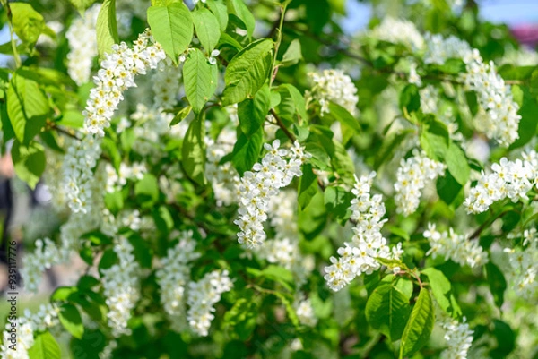 Fototapeta Branches of a blooming tree with white flowers in spring