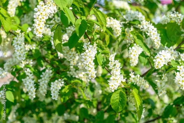 Fototapeta Branches of a blooming tree with white flowers in spring