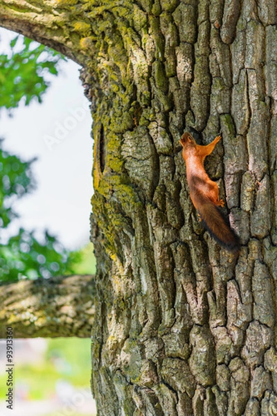 Obraz Squirrel on tree trunk