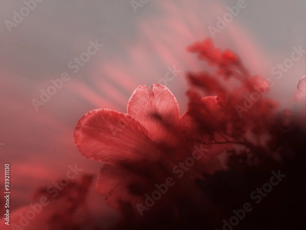 Fototapeta Close-up of delicate red flowers with a soft, dreamy focus, set against a muted background that enhances the ethereal atmosphere and subtle lighting