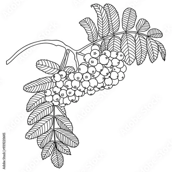Fototapeta Outline Rowan Tree Branch with Berries