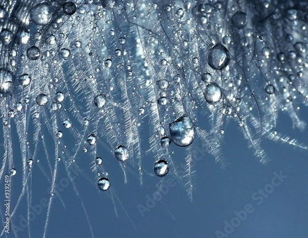 Obraz Drops on feather