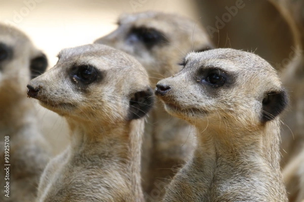 Fototapeta Erdmännchen